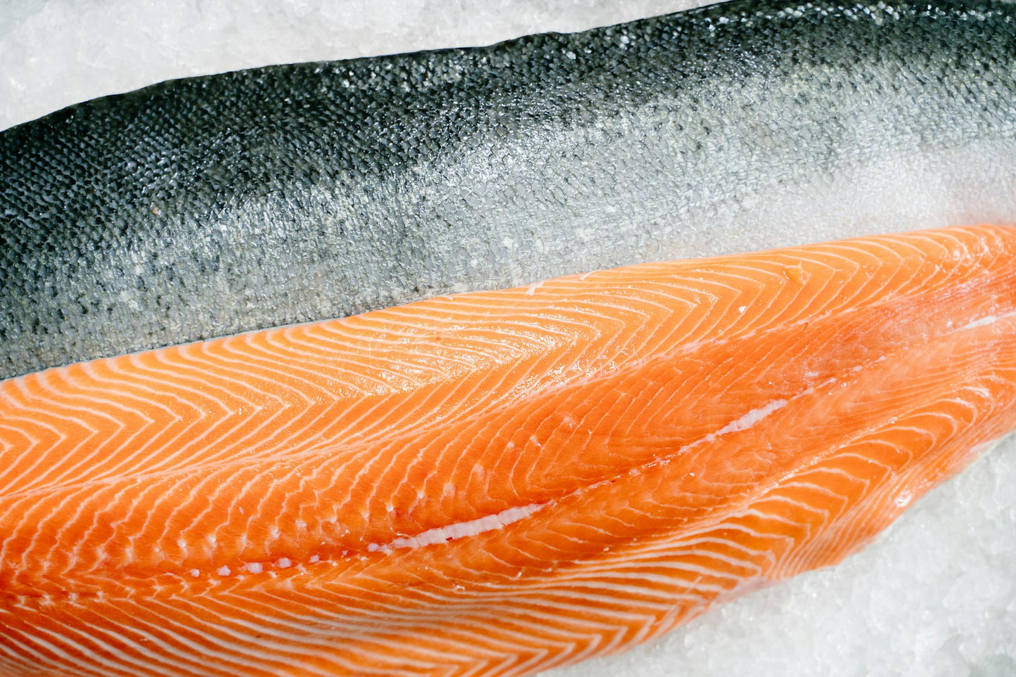 Atlantic Salmon