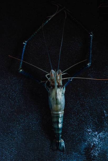 Scampi