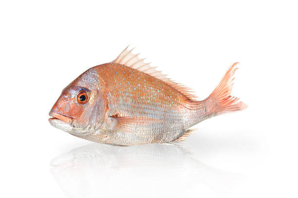 Red Snapper