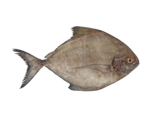 Black Pomfret