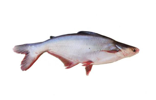 Pangasius / Basa Fish