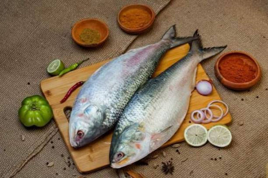 Hilsa