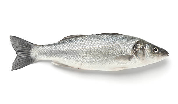 Bhetki / Sea Bass Whole